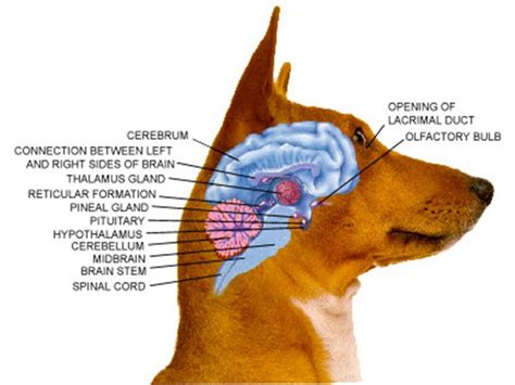 Brain Animal Educazione E Benessere Per Te Ed Il Tuo Pet