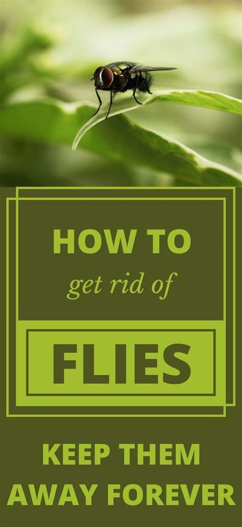 How To Get Rid Of Flies Keep Them Away Forever Get Rid Of Flies