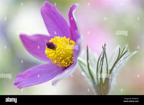 Close Up Image Of The Beautiful Spring Flowering Purple Pasque Flower