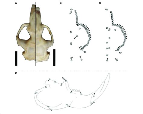 Sex Specific Shape Differences In The Cranium And Mandible Of F Download Scientific Diagram