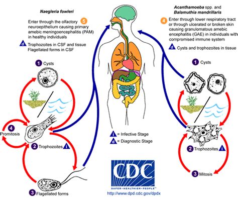 Naegleria fowleri - wikidoc