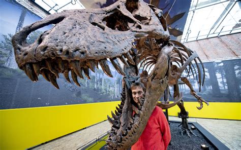 66 Miljoen Jaar Oude Dame Met Een Grote Bek In Natuurmuseum Fryslân