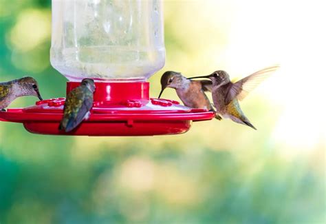 Why Is Hummingbird Nectar Necessary And How To Make It?