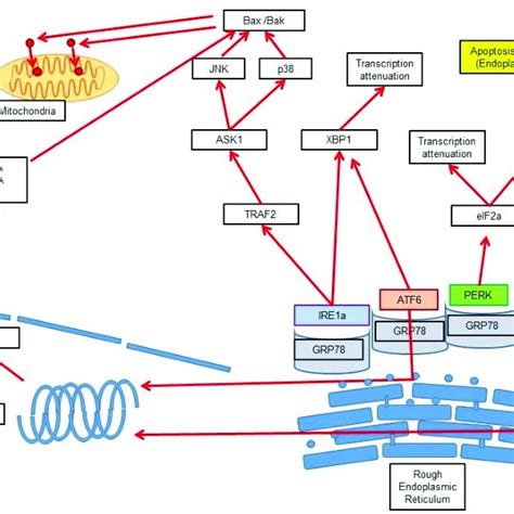 Apoptosis Intrinsic Endoplasmic Reticulum Er Pathway Schematic