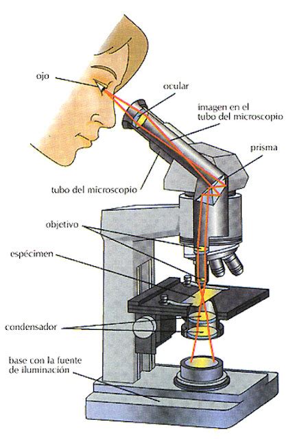 el Blog del Profe de Biolo Partes del Microscopio óptico y su función