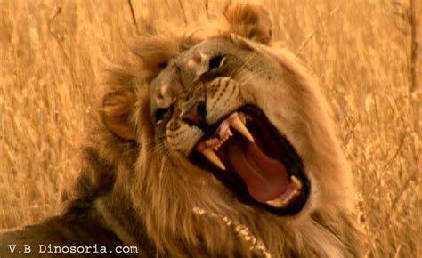 Lion Panthera Leo En Images Dinosoria