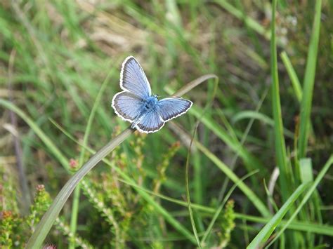 Silver-studded blues John Woodruff | Dorset Butterflies