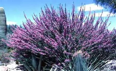 Arizona Desert Plants Guide | Arizona plants, Plants, Desert plants