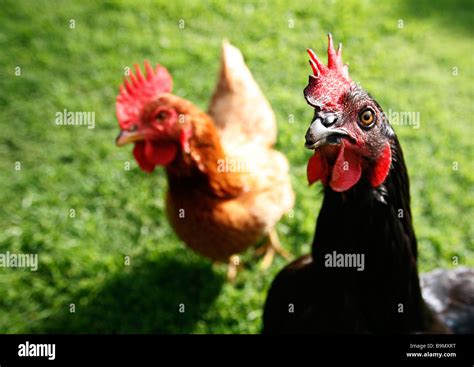 Chickens Hi Res Stock Photography And Images Alamy