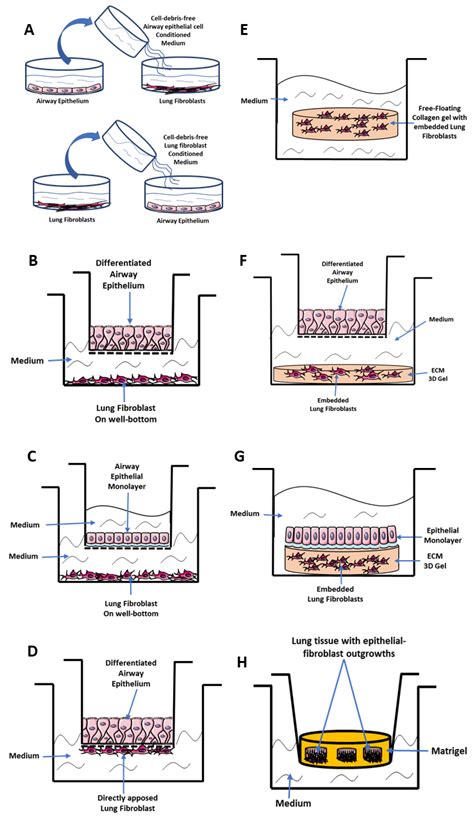 Cells Free Full Text What Have In Vitro Co Culture Models Taught Us