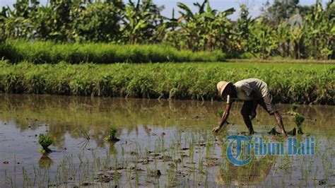 Hari Baik Menanam Padi Jagung Kacang Kacangan Selama Bulan Februari