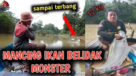 Mancing Ikan Belidak Monsters Pakai Umpan Udang Tarikannya Ngeri Bos