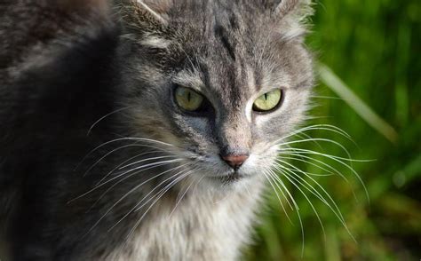 Why Does Your Cat Wag Her Tail While Purring Revealed