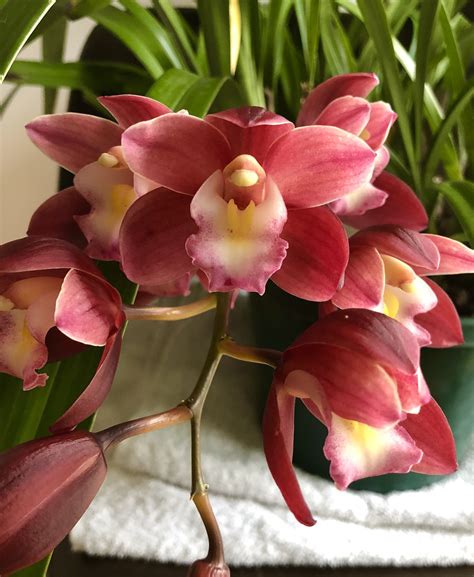 Whats Flowering In July Southern Suburbs Orchid Society Inc