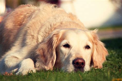 Urinska inkontinenca ali uhajanje urina pri psičkah Veterinarska