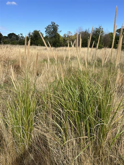 African Feather Grass From South Islandte Waipounamu Christchurch