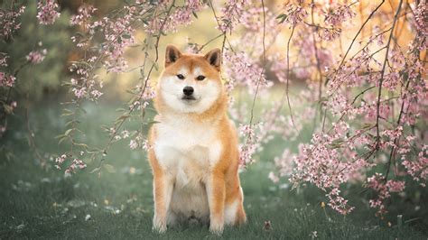 20 Asian dog breeds (with images and info) | PetsRadar