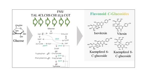 Production Of Four Flavonoid C Glucosides In Escherichia Coli Journal