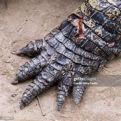 16 Crocodile Wound Stock Photos, High-Res Pictures, and Images - Getty Images