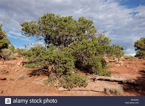 Pinus Edulis Stockfotos Und Bilder Kaufen Alamy