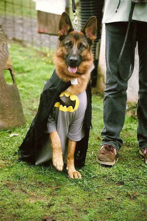 German Shepherd Halloween Costumes