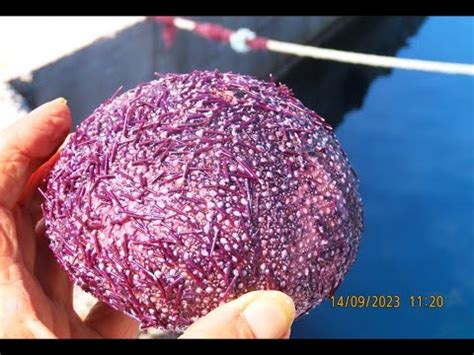 Sphaerechinus granularis Τhe violet sea urchin by Theo YouTube