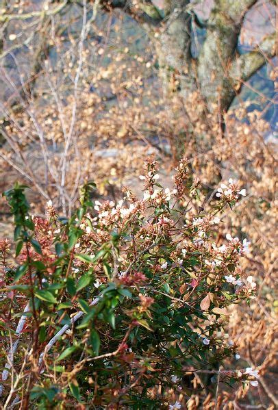 Flowering Abelia Living In Italy How To Dry Basil Backdrops Dried