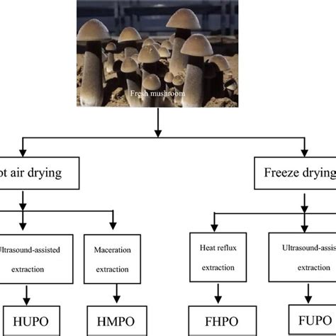 Flowchart For The Extraction Methods Of Polysaccharides From Different Download Scientific