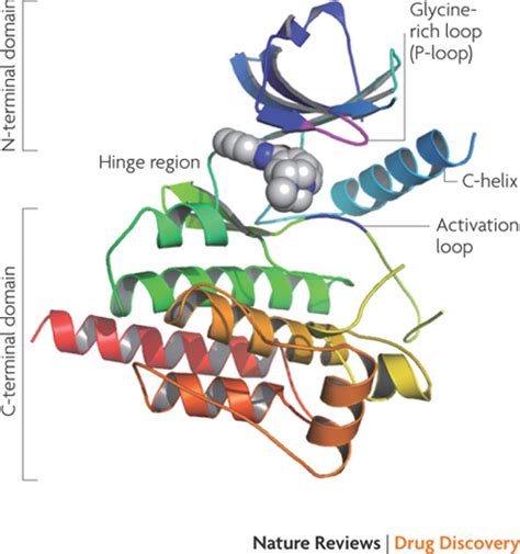 Structure of the protein kinase catalytic core and bound inhibitor in ...