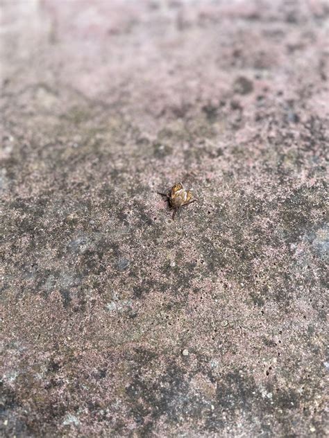 Anyone identify this weird moth? : r/Entomology