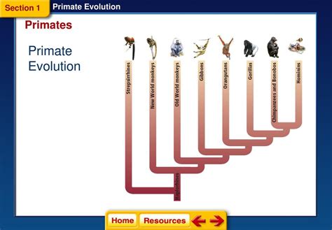 Primate Evolution Section Primates Section Hominoids To Hominins