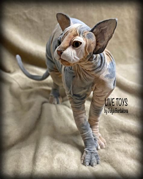 Sphynx Cat Tricolor Cat Realistic Plush Cat Replica Pet | Etsy