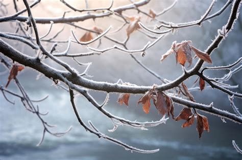 Premium Ai Image Frosty Leaves On A Branch Against A Misty Backdrop