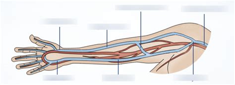 Upper Extremity Venous Anatomy Diagram Quizlet