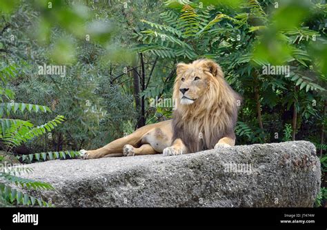 Wild african lion in forest Stock Photo - Alamy