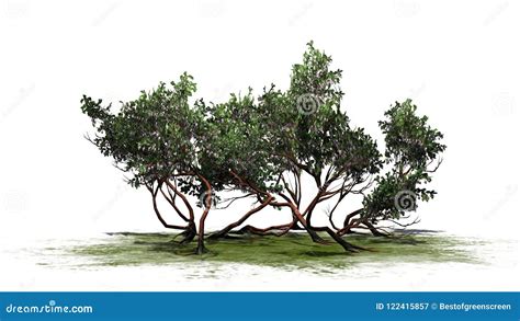 Greenleaf Manzanita Shrub Stock Photography Cartoondealer