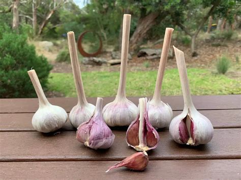 Purple Stripe Garlic Bulbs - Golden Plains Garlic