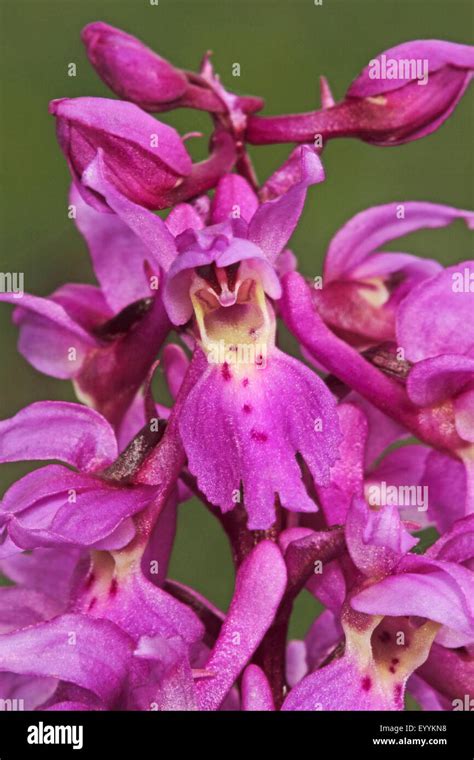 Early Purple Orchid Orchis Mascula Inflorescence Detail Germany