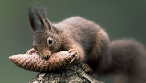 Eichhörnchen Deutsche Wildtier Stiftung