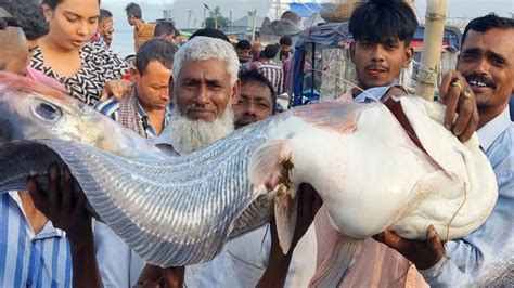 পদ্মার বিশাল বড় বোয়াল মাছ নিলামে কত টাকা বিক্রি হলো দেখুন Big Boal