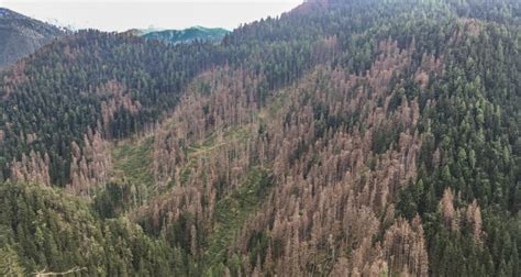 Foreste Epidemia Da Bostrico Nelle Zone Colpite Da Vaia Greencity It