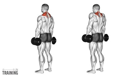 Shrugs Instructions Information Alternatives Training Fit