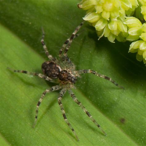 Arctosa Wolf Spider Dolomedes Tenebrosus Bugguide Net