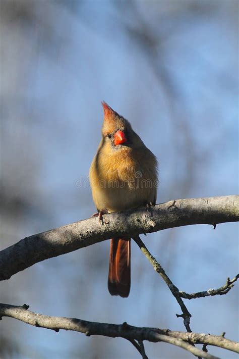 Northern Cardinal Eggs Cardinalis Cardinalis Stock Photo Image Of