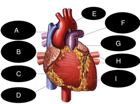 Heart Anatomy Flashcards Quizlet