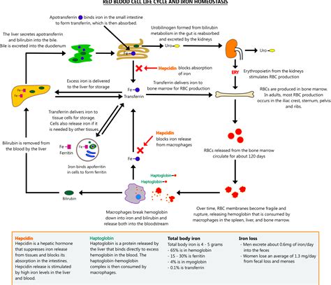 Red blood cell and iron life cycle