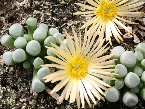 Fenestraria Aurantiaca Baby Toes 20 Seeds Rareplant