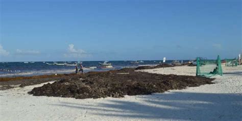 Se Han Recolectado Mil Toneladas De Sargazo En Playas De Qroo Sol