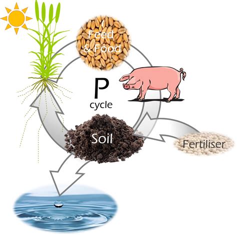 Phosphorus