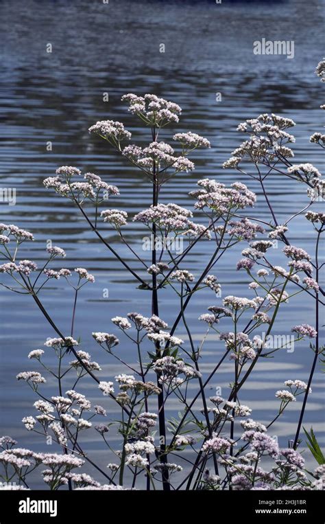 Baldrian Baldrianbluete Valeriana Officinalis Stock Photo Alamy